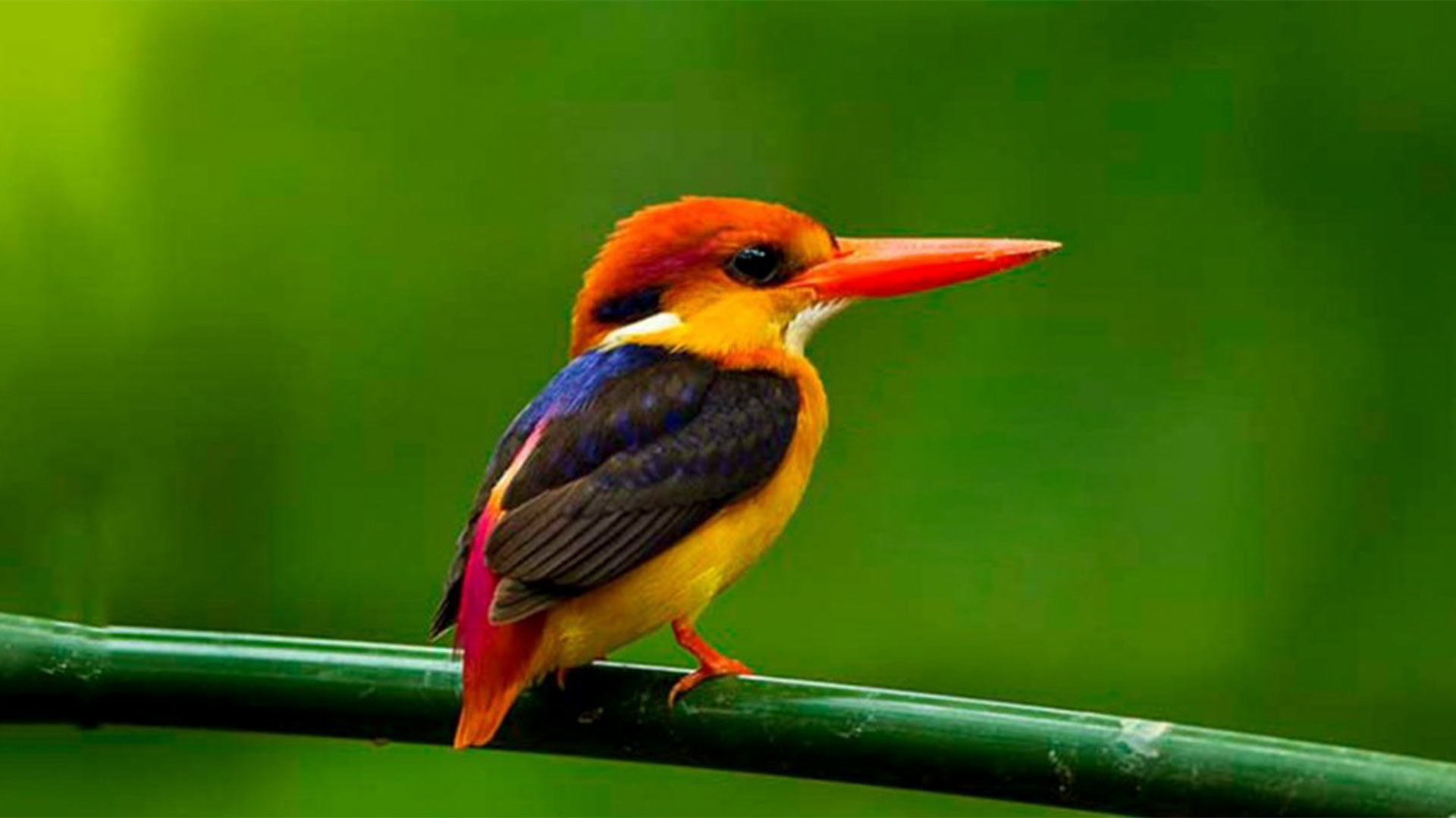 Bird Watching
